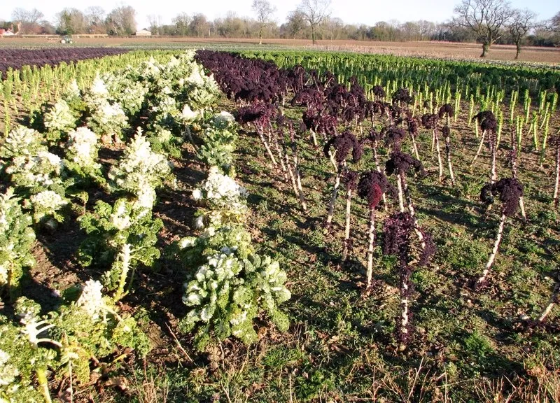 The People Behind the Press: Chasing Kale, Cherries, and Citrus Back to the Farm